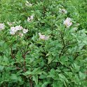 Solanum tuberosum 'Roseval'